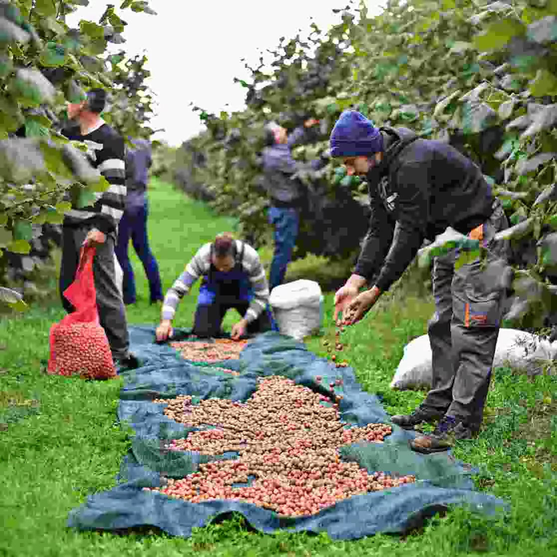 Ernte von Bio Haselnüssen in Mazedonien, quadratisch