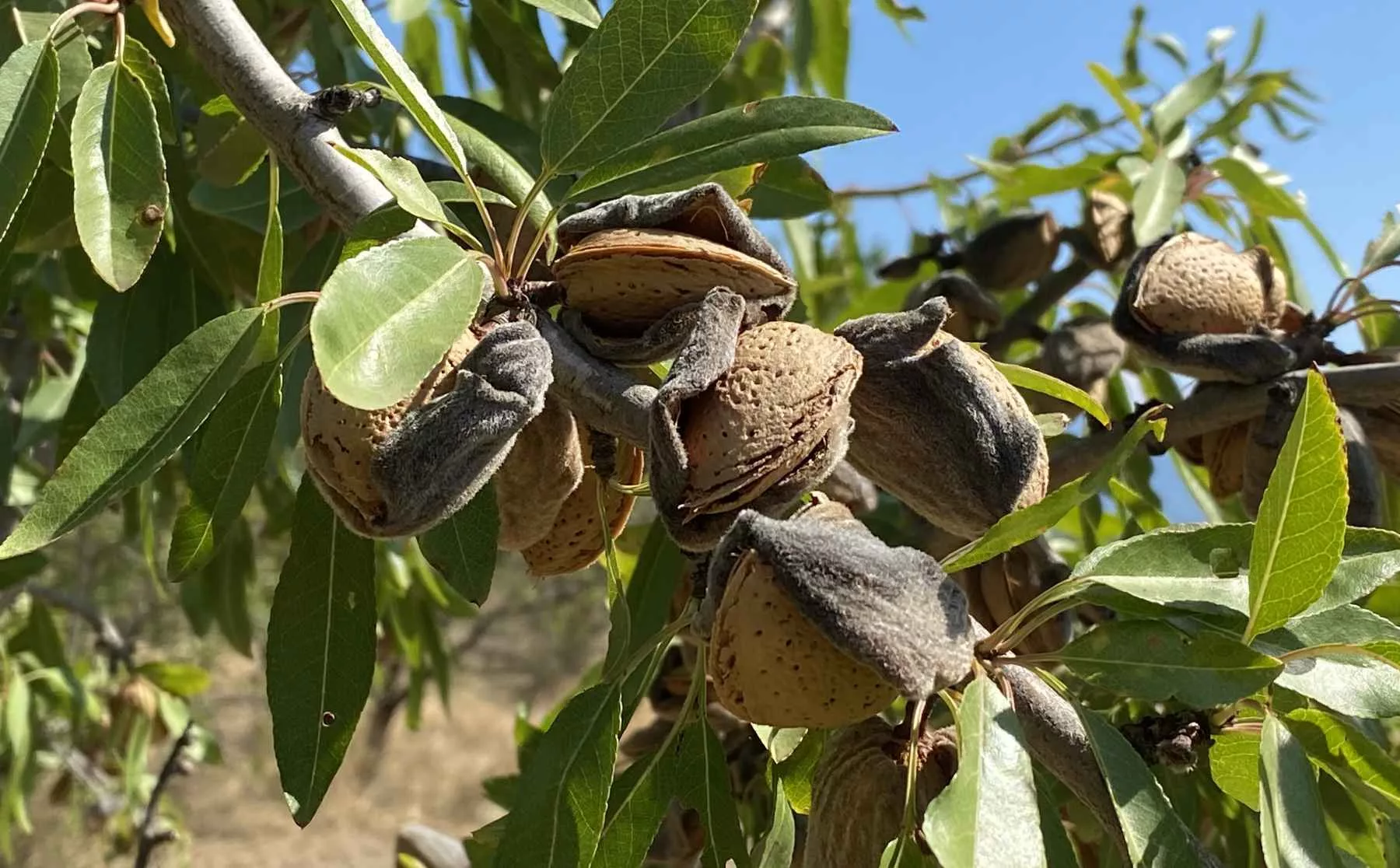 Erntereife Bio-Mandeln am Dojransee in Mazedonien