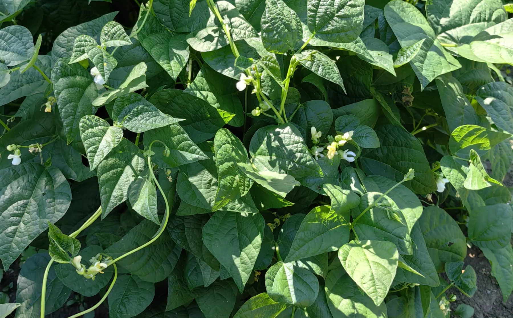 Bohnenstauden am Feld von BioBalkan, aus denen Prebranac gemacht wird