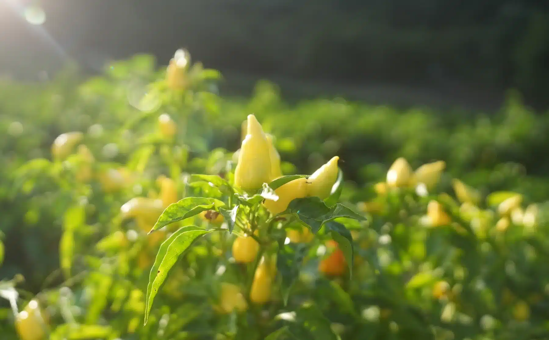 Dschinke, die Pfefferoni, die Mackalo richtig scharf machen