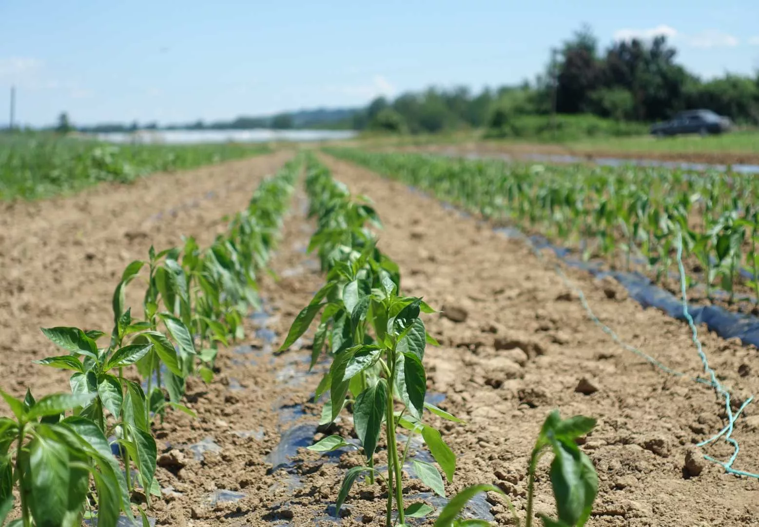 Ein Feld mit Bio-Paprika-Setzlingen