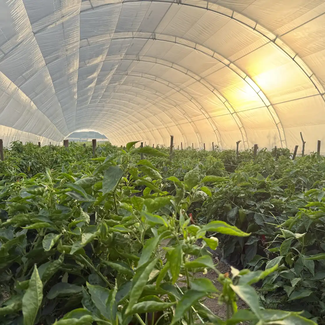 Ein Gewächshaus mit Bio-Paprika bei Lebane