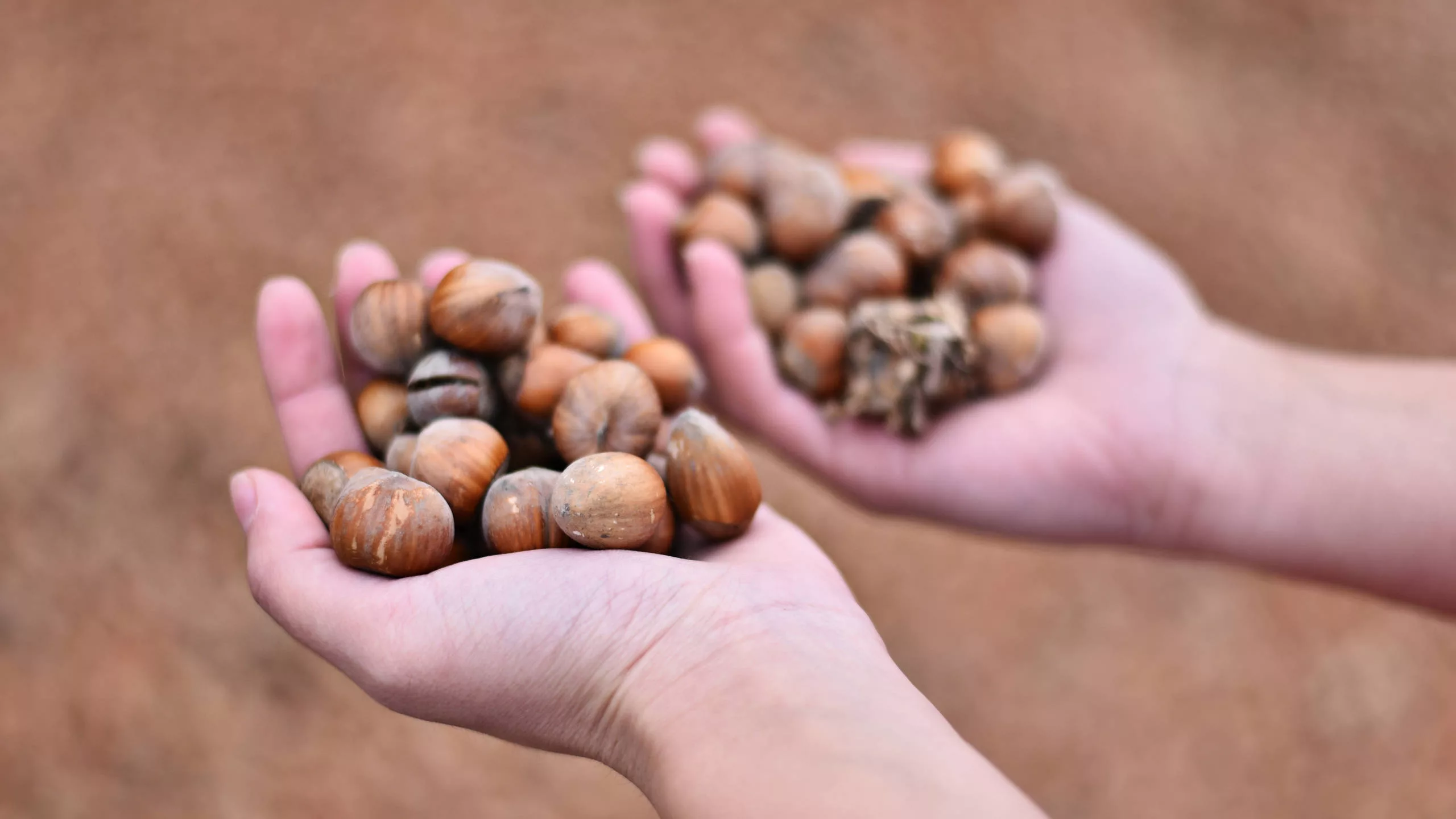 Hände mit Haselnüssen