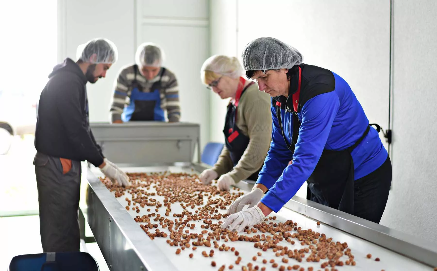 Auslese von Bio-Haselnüssen