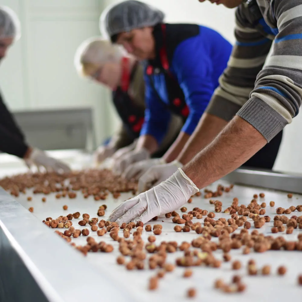 Sortierung von Bio Haselnüssen