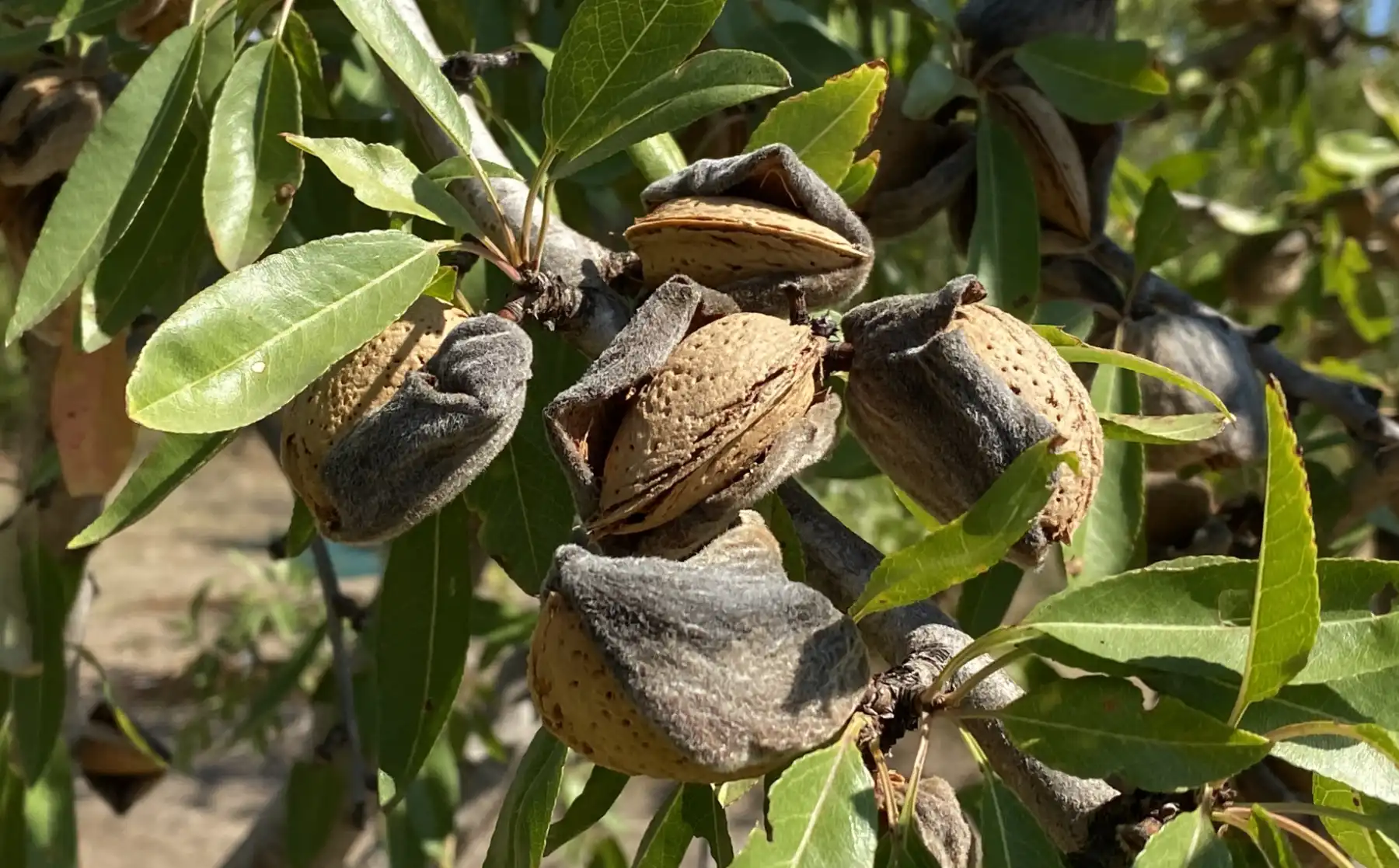 Bio Mandeln, die ins Mus für Bio Trio kommen