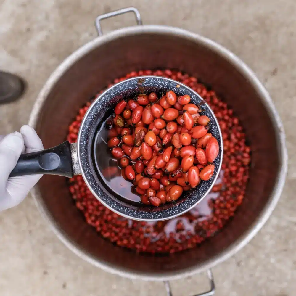 Bio Hagebutten werden gewaschen, ehe sie zu Sipurak für Bio Trio verarbeitet werden