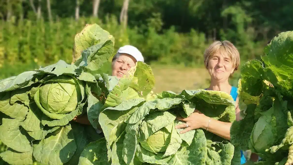 Dobrica und Slobodanka mit riesigen Krautköpfen